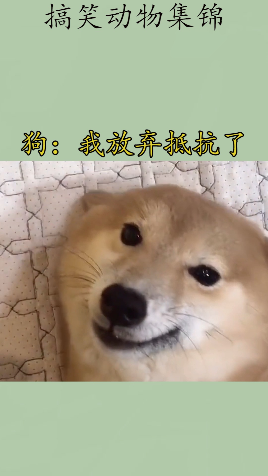 我家萌宠成精了#狗:我放弃抵抗了
