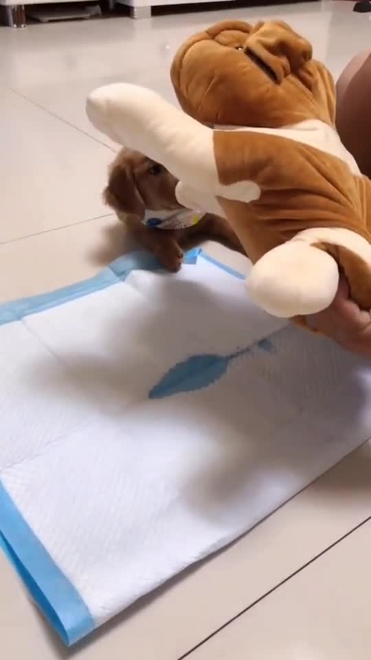 如何引导狗狗固定位置上厕所