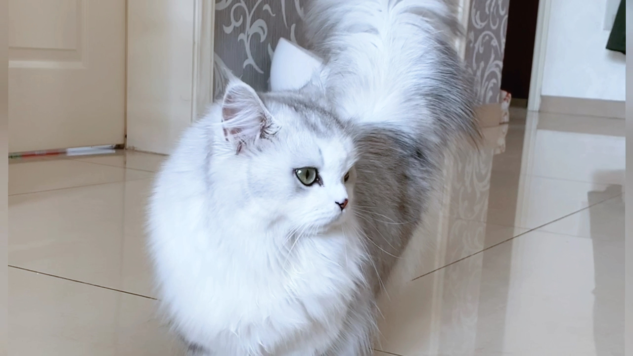 拿破仑猫#拿破仑猫的三要素:五短身材,娃娃脸,大尾巴.缺一不可