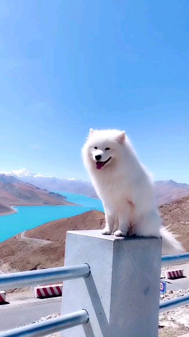 景色太美了,狗狗满足地笑了.