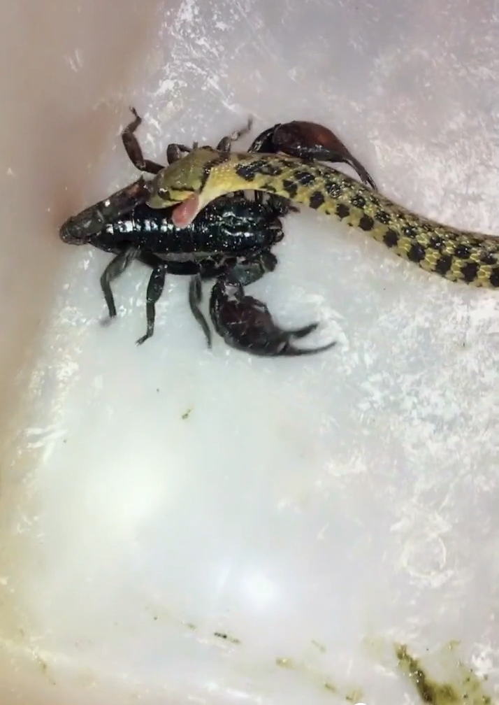 优秀如我#蝎子和毒蛇谁更厉害呢-度小视