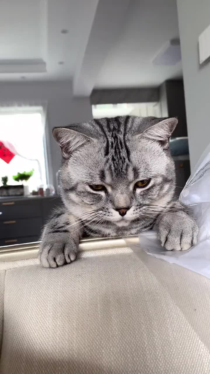 搞笑萌宠小猫咪委屈巴巴的模m样太可爱了