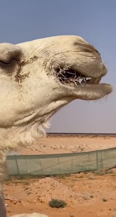 吃不下饭的时候看看这个!沙漠白骆驼吃仙人球,看着太扎嘴了!