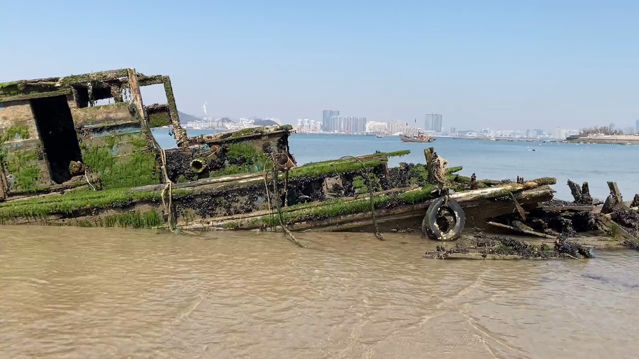 赶海,阿康发现蛏王,八爪鱼