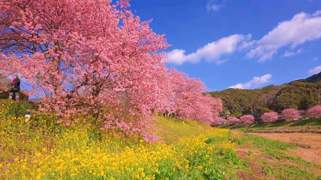 最美的风景#春天如约而至,愿你有不期而遇的温暖,与生生不息的希望