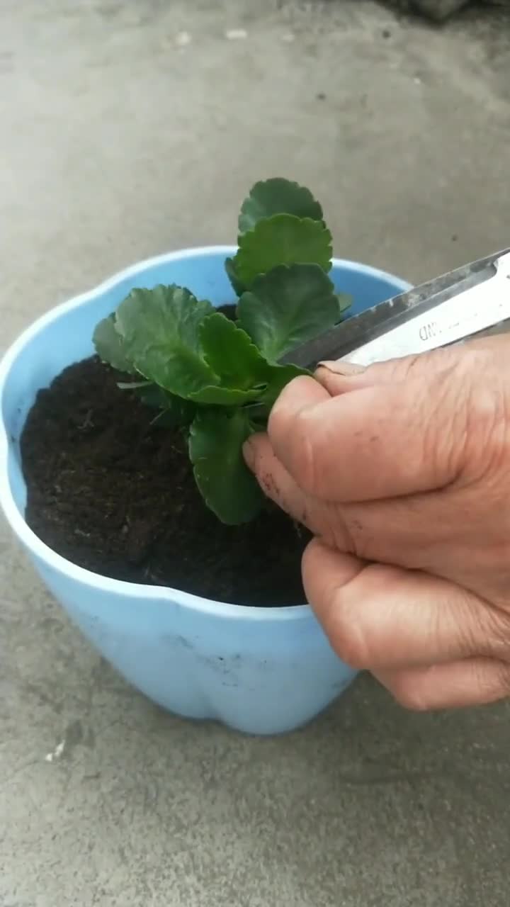 今天说一说我是如何给长寿花摘心打顶的.