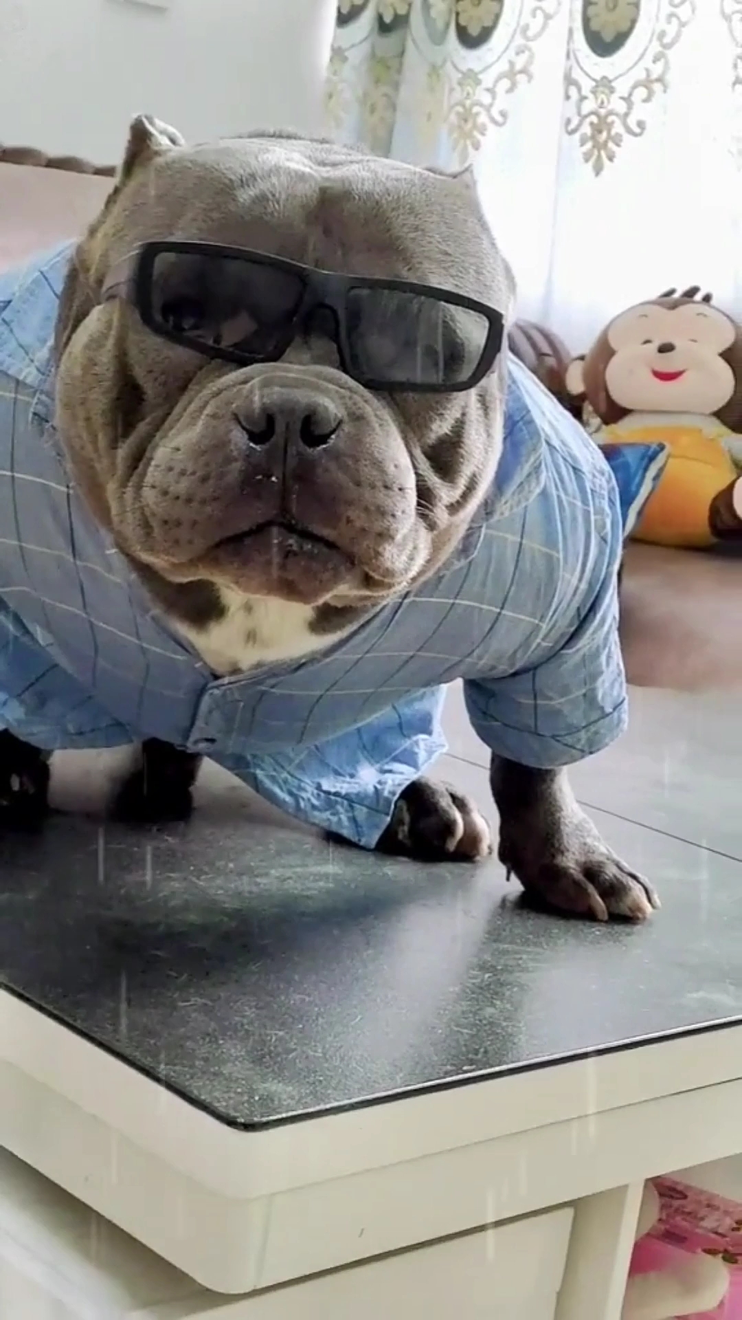 西装革履的恶霸犬.