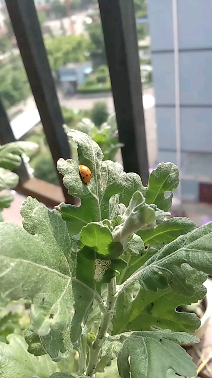 多年来,菊花深受蚜虫祸害,长不好,终于盼来了天敌,七星瓢虫!