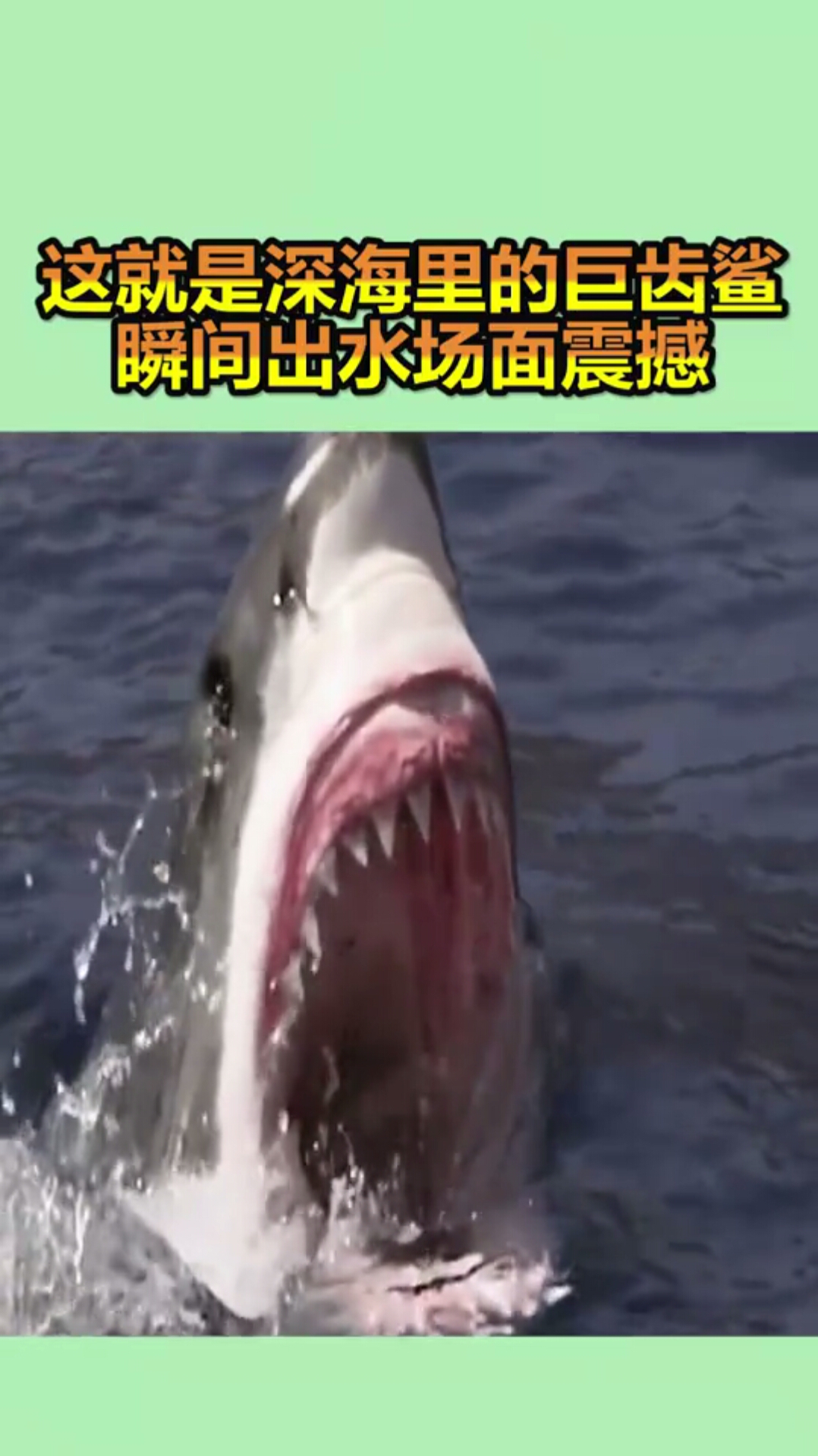 这就是深海里的巨齿鲨,瞬间出水场面震撼