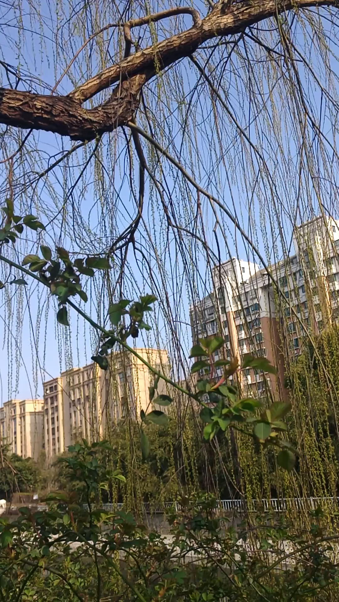 音为有你#柳树弯弯杆巳老,柳枝芊芊随风摇