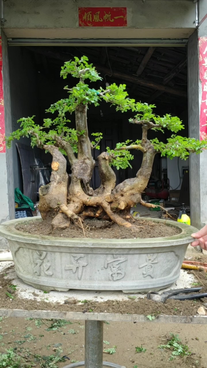 对节白蜡过桥丛林