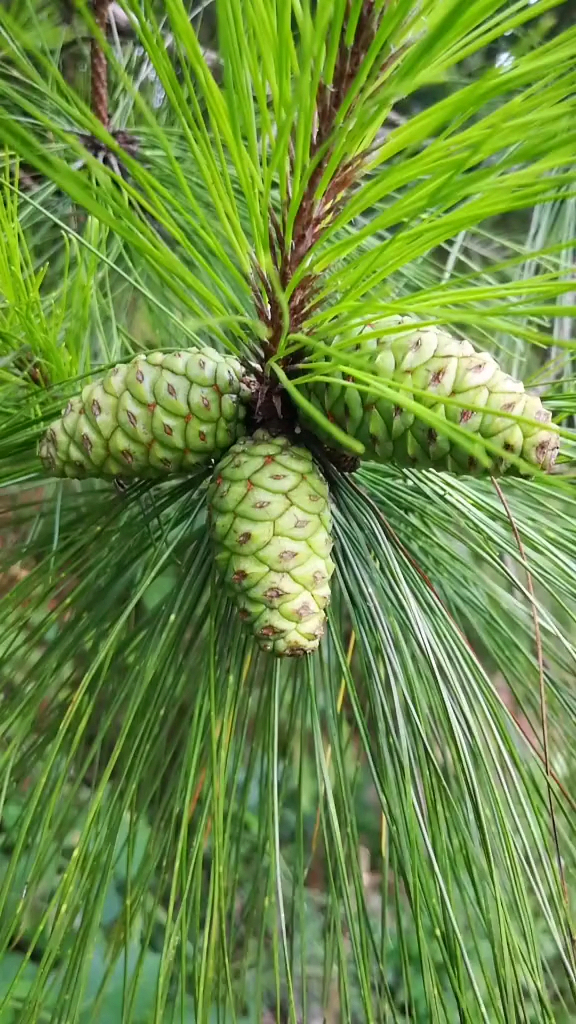 这松塔可不得了.