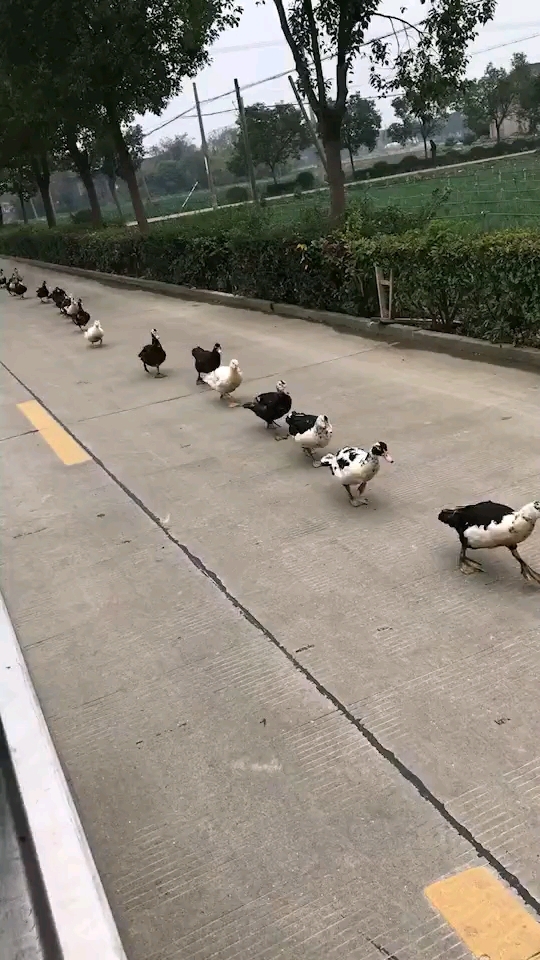 鸭子都知道排队