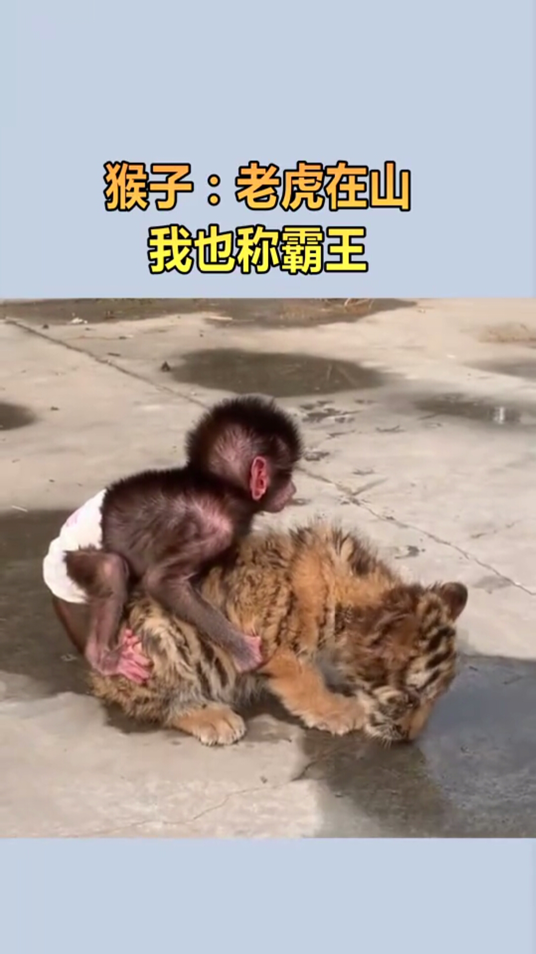 猴子欺负老虎图片