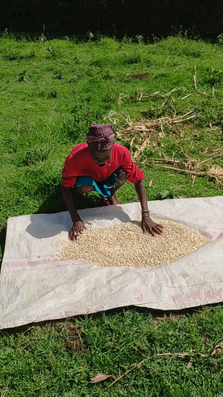 非洲肯尼亚白色的玉米,绿色食品
