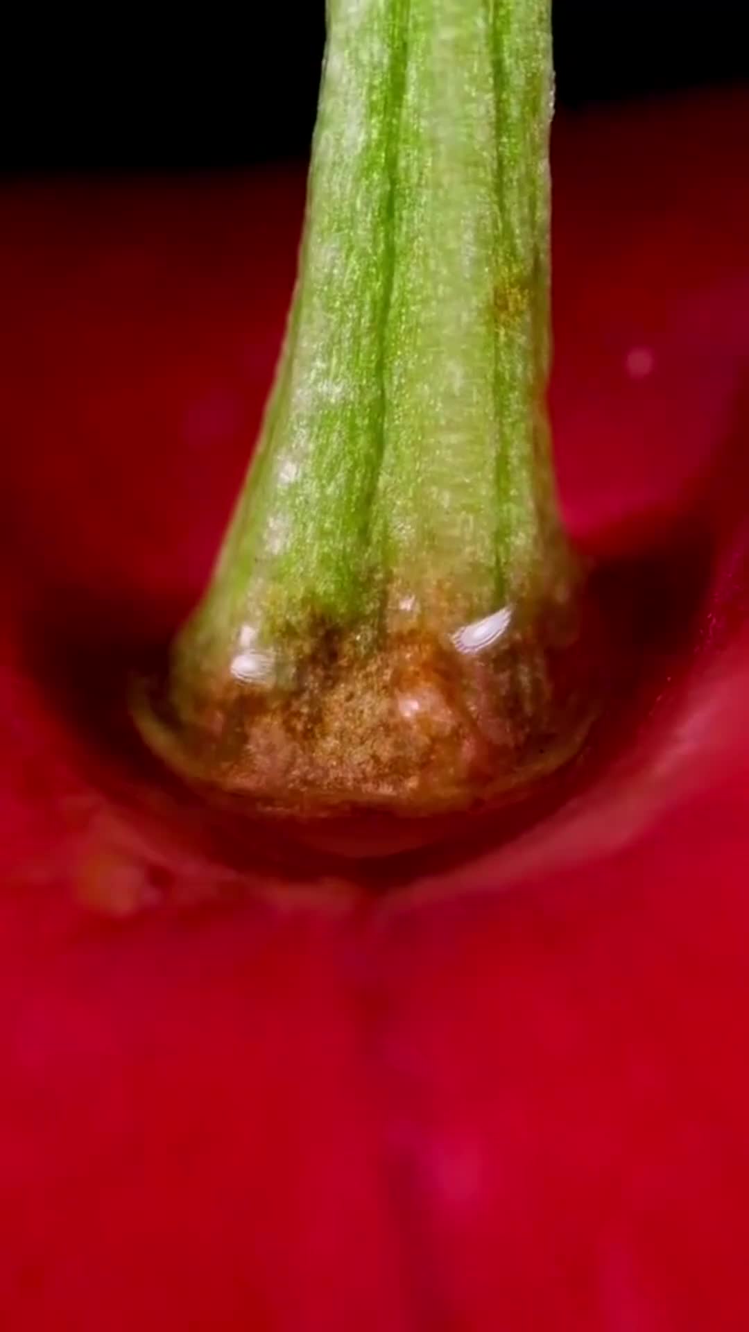 带你们见识一下,拔樱桃梗究竟是什么样的?这一幕让我长见识了!