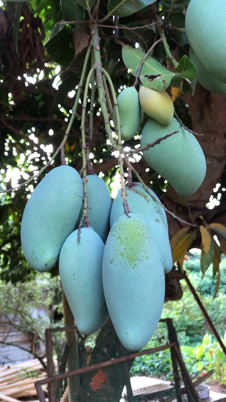 三号芒,很酸.芒果干正是用此果