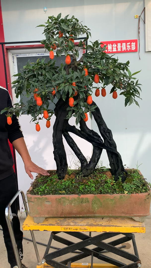 花生果金弹子盆景