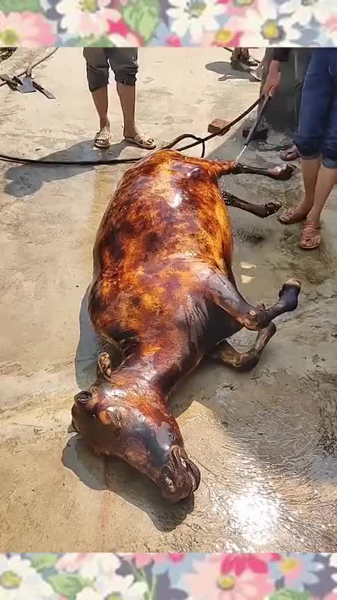 第一次见乡下杀牛的场景,这牛这么感觉被火烧了,看得我有点懵