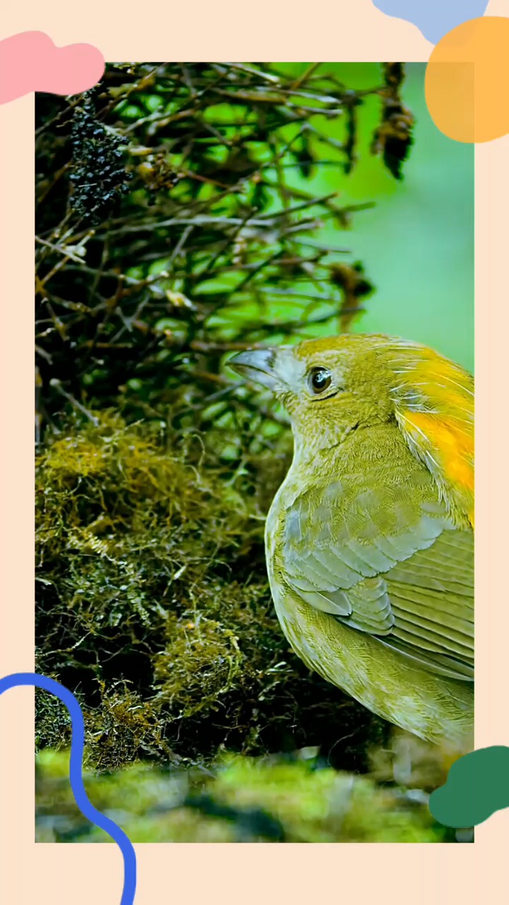 我要上热门#冠园丁鸟动物界的艺术家,不但有超高的艺术天赋口技还一