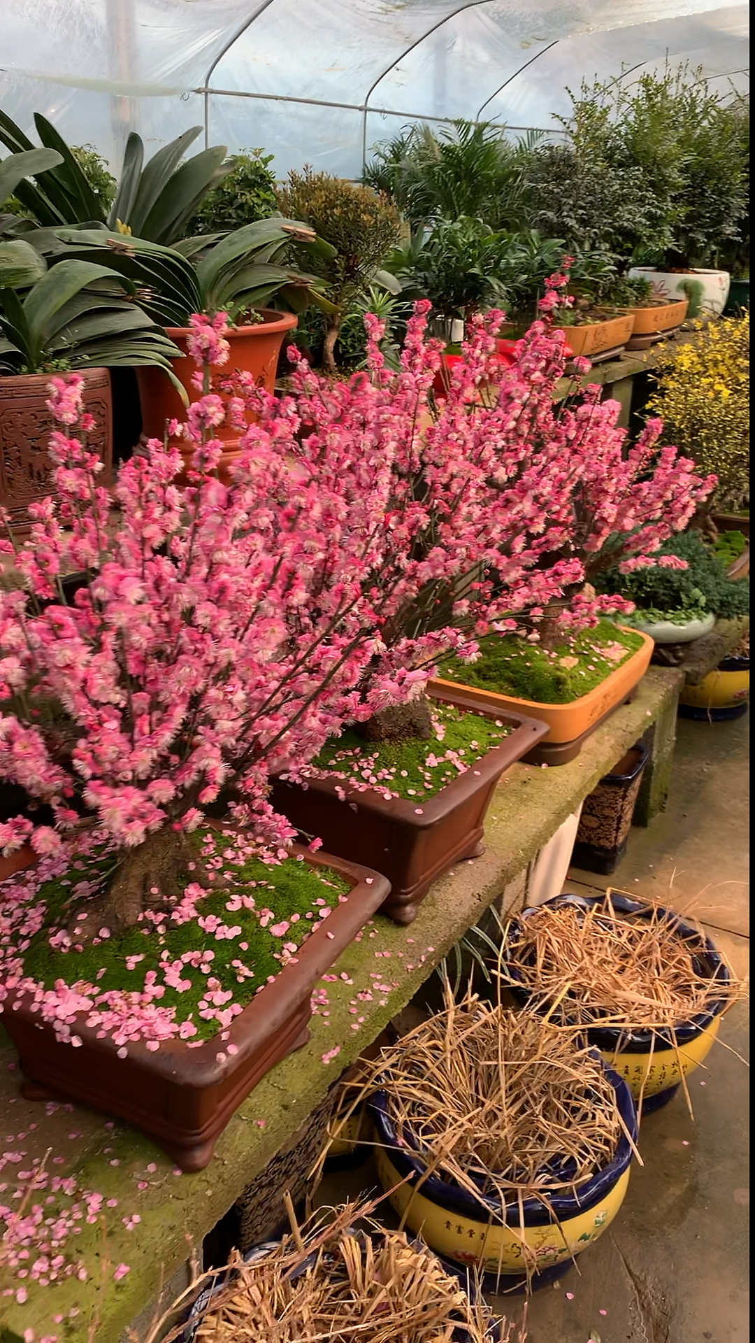 老桩盆景梅花基地