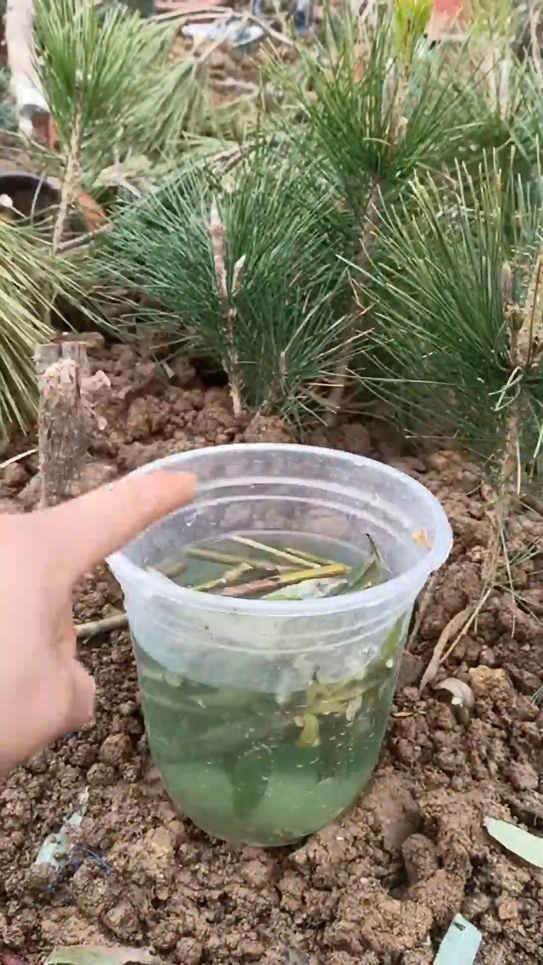 我要上热门#松树扦插生根技术,会的极少,学会让你亩产过千万!