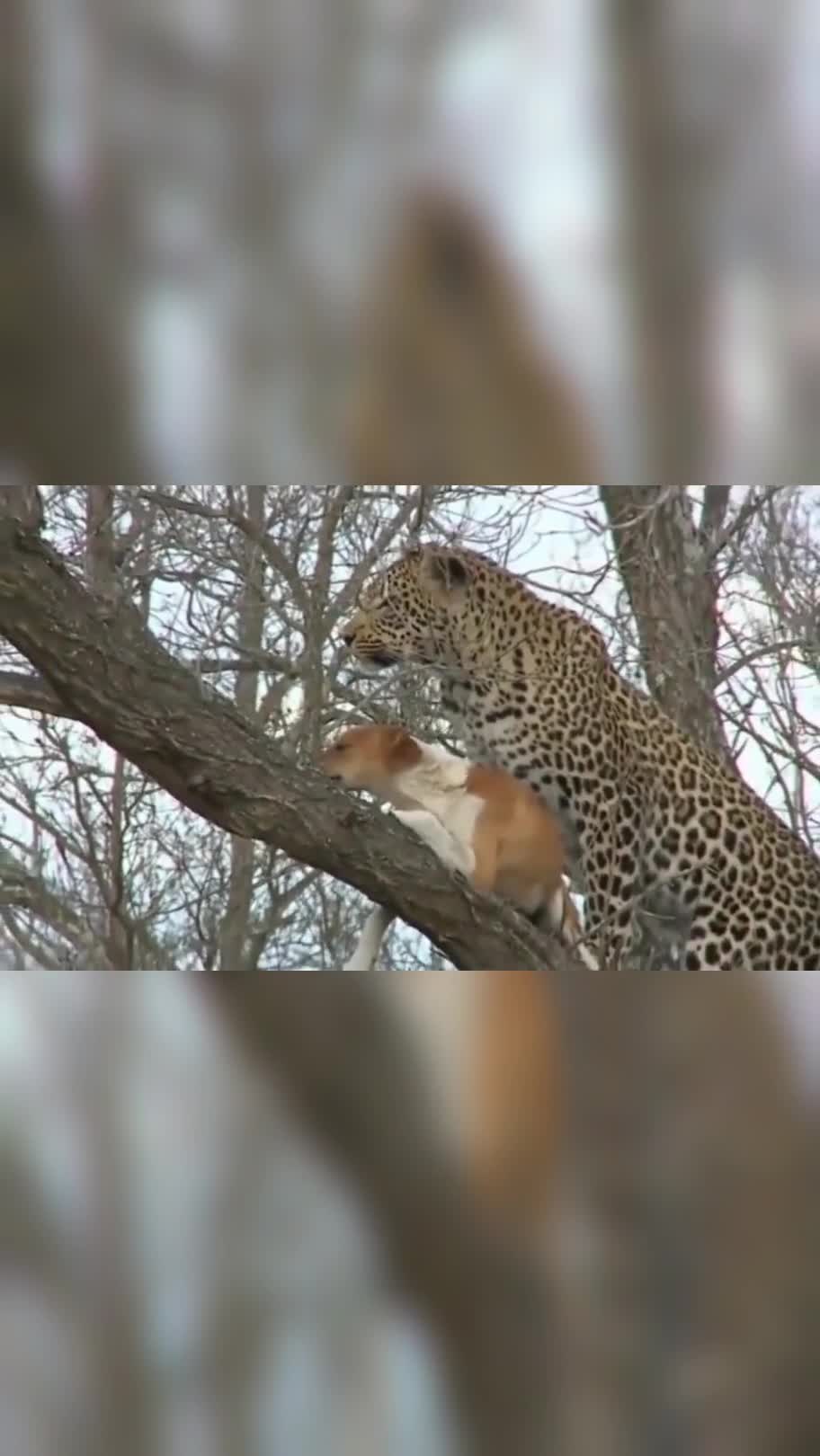 花豹子看上了狗狗,如果不是亲眼看到,打死我不相信啊!