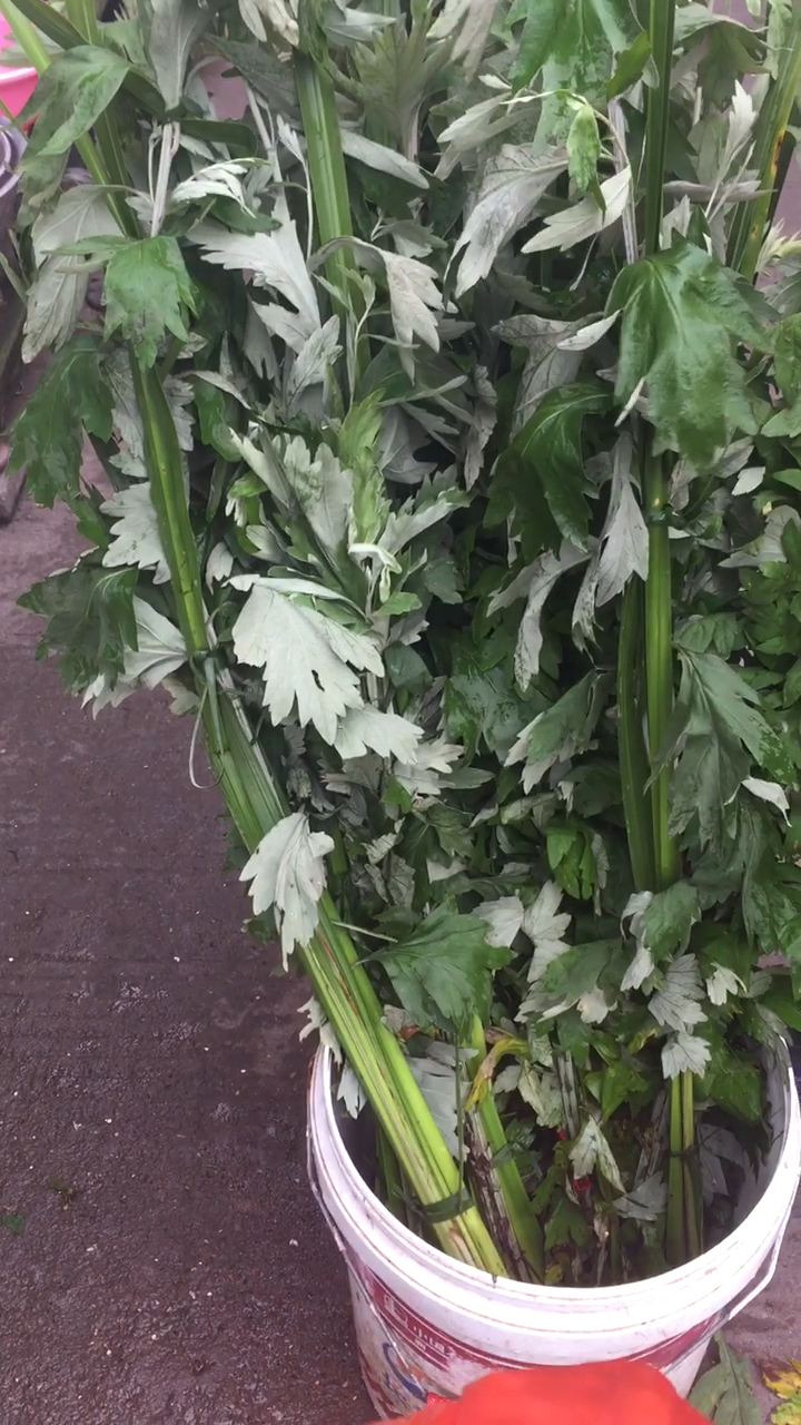 端午节家家户户必备的艾叶菖蒲