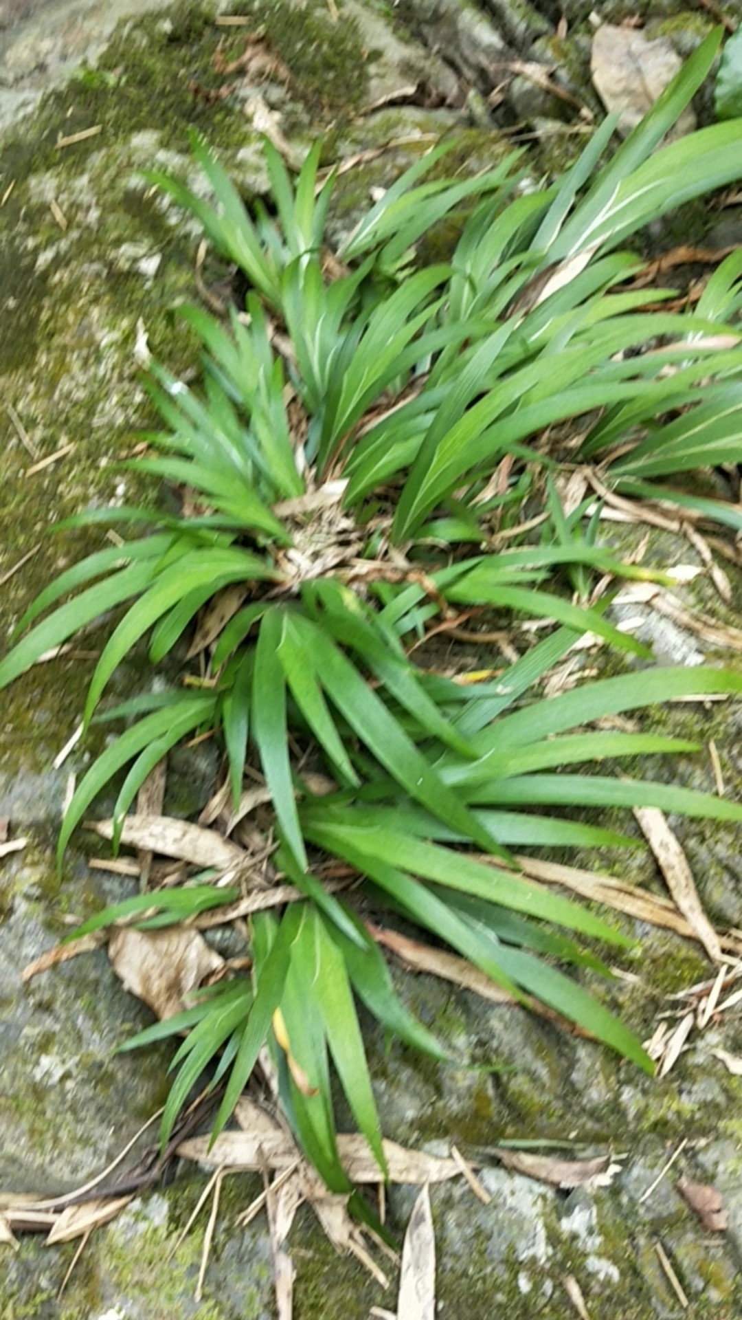 农村一种常绿植物,叫石菖蒲,你有见过吗?-度小视