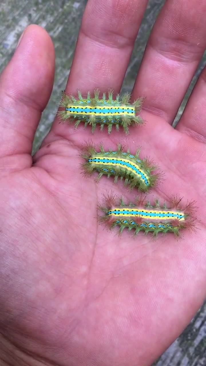 儿时的玩伴毛辣子,你们称它叫什么