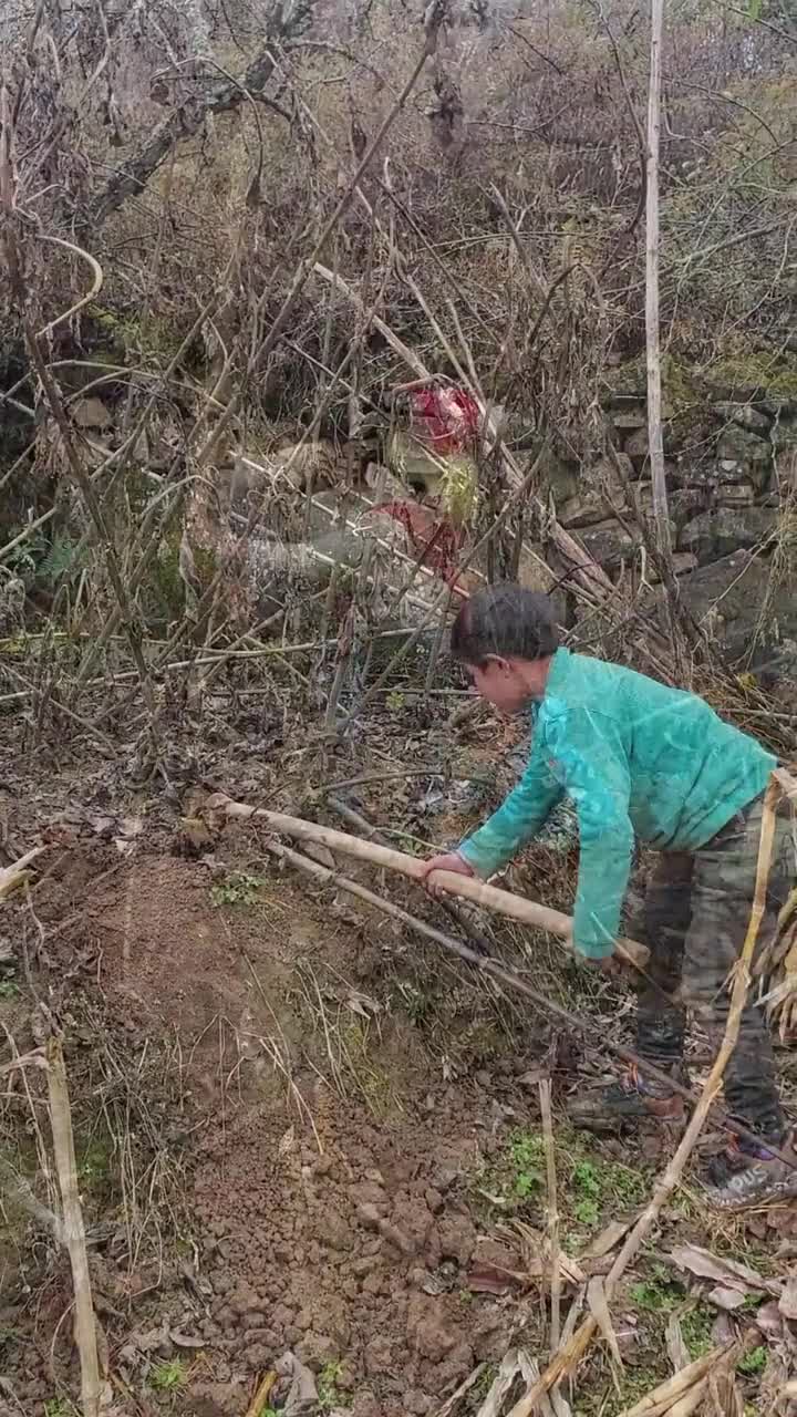 大涼山貧困山區真實生活改變,支教老師受邀去挖雪蓮果,多汁甘甜,灶火