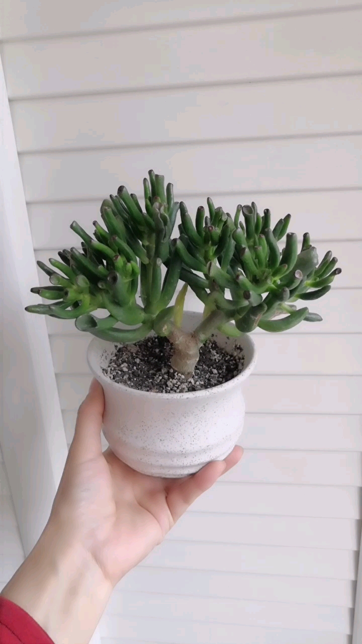 吸财树小老桩