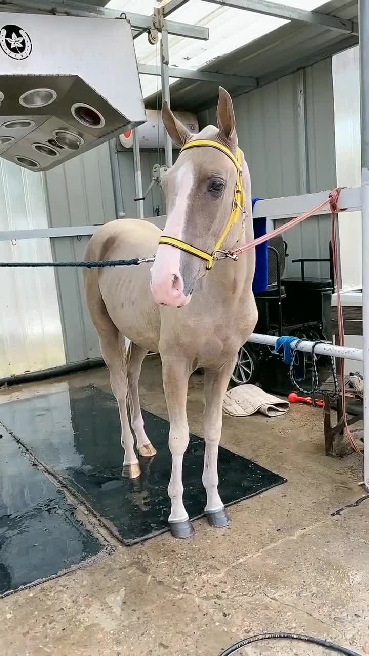 这匹马长得虽然很丑,但是它却很温柔,我很喜欢