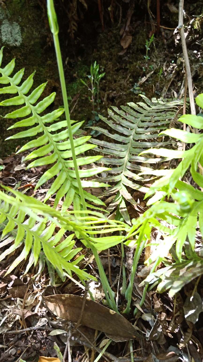 青蒲花未老,黄竹笋初生.——文天祥