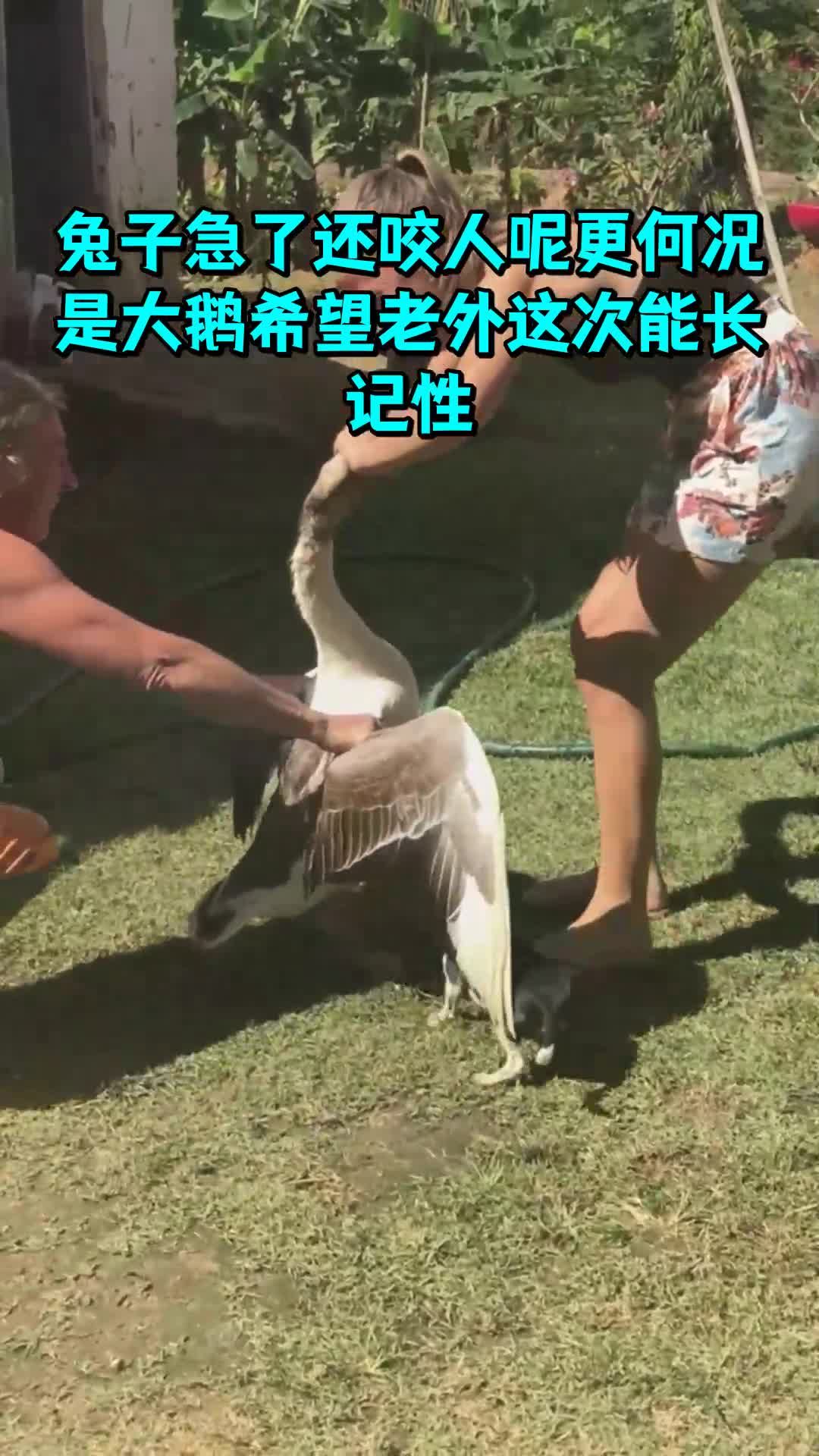 兔子急了还咬人呢更何况是大鹅希望老外这次能长记性
