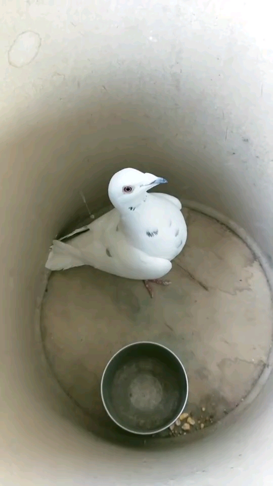 赵孟楷书#放在桶里养的鸽子