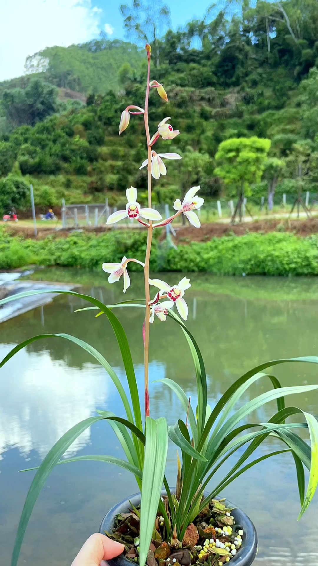 兰花#建兰花仙子,一个出架很高的兰花品种-度小视