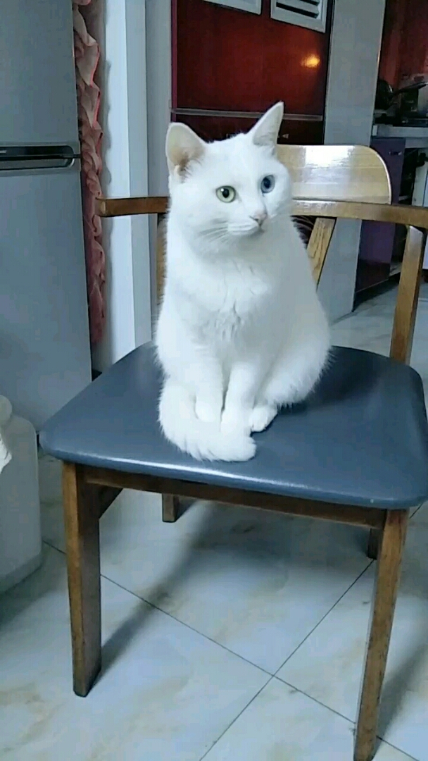 白喵喵,你这是在看电视呢吗?