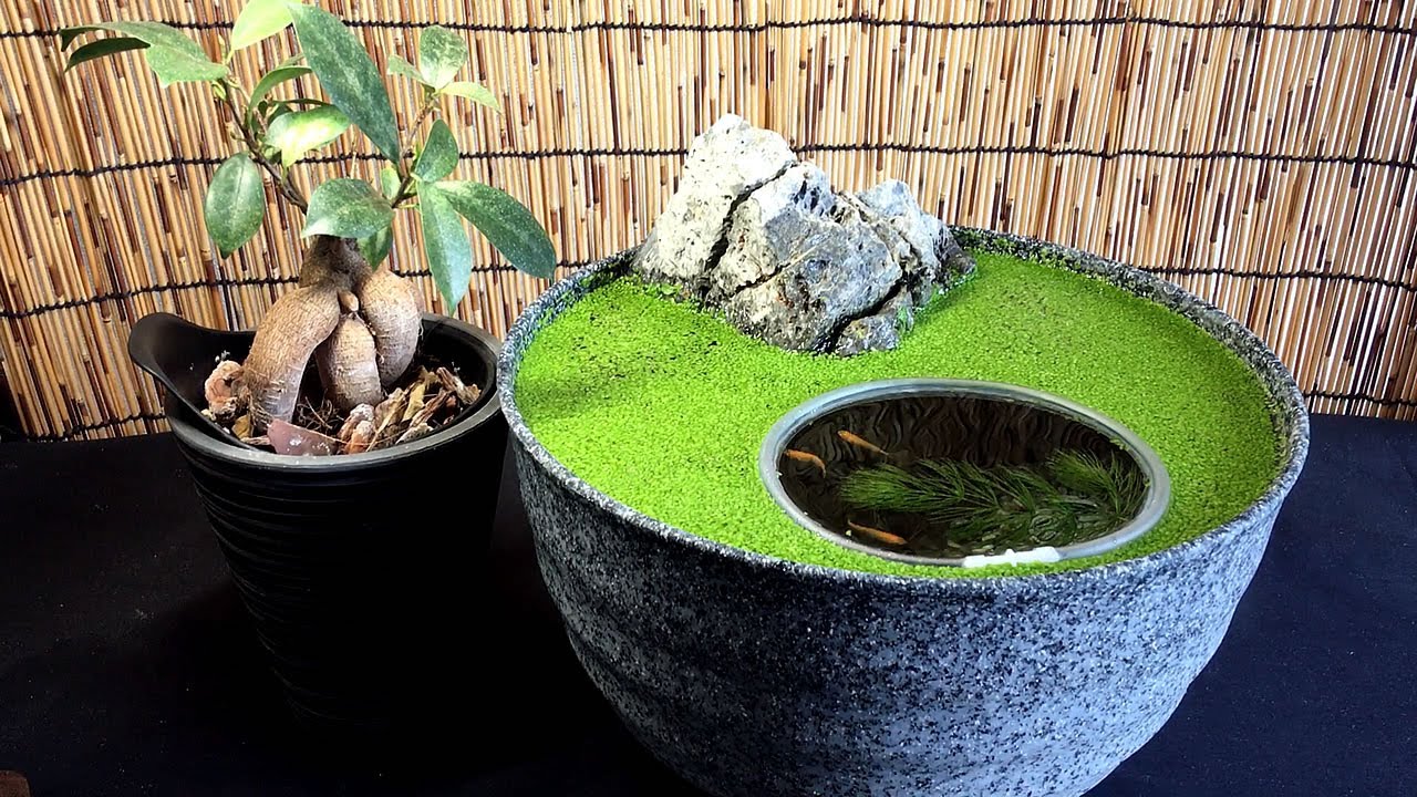 【生态鱼缸】教你在鱼缸里用浮萍制作"水上草坪"!