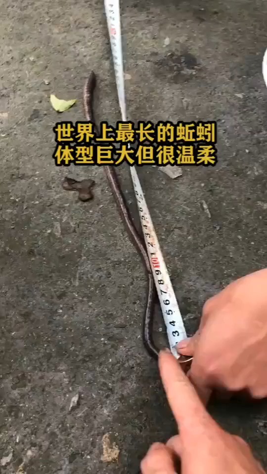 世界上最长的蚯蚓体型巨大但很温柔