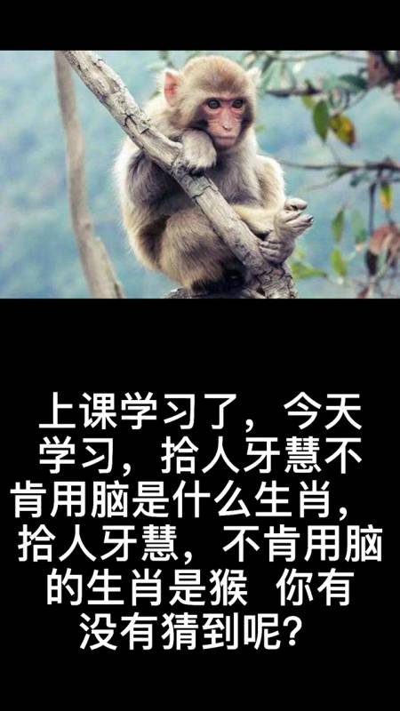 拾人牙慧不肯用脑是什么生肖