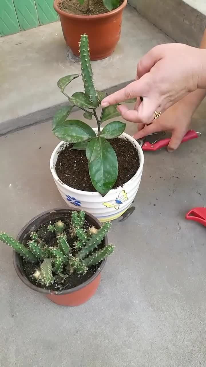 叶仙嫁接美花角的过程