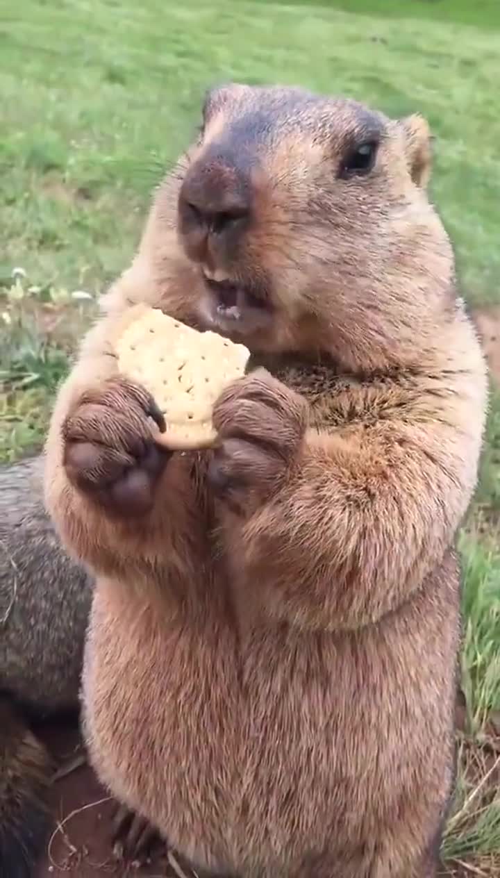 爱吃饼干的土拨鼠,也是大吃货!