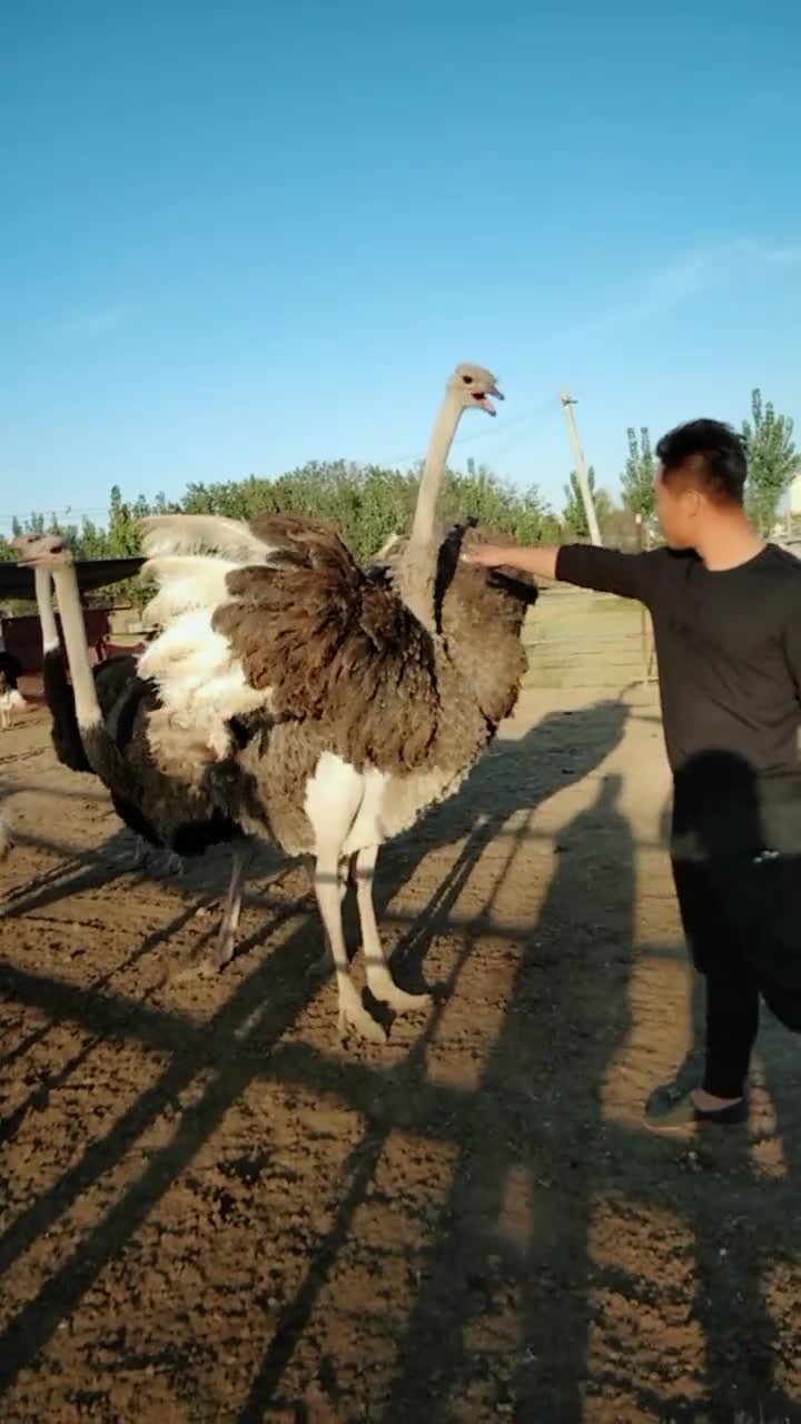 这就是男人!挑战鸵鸟(1)