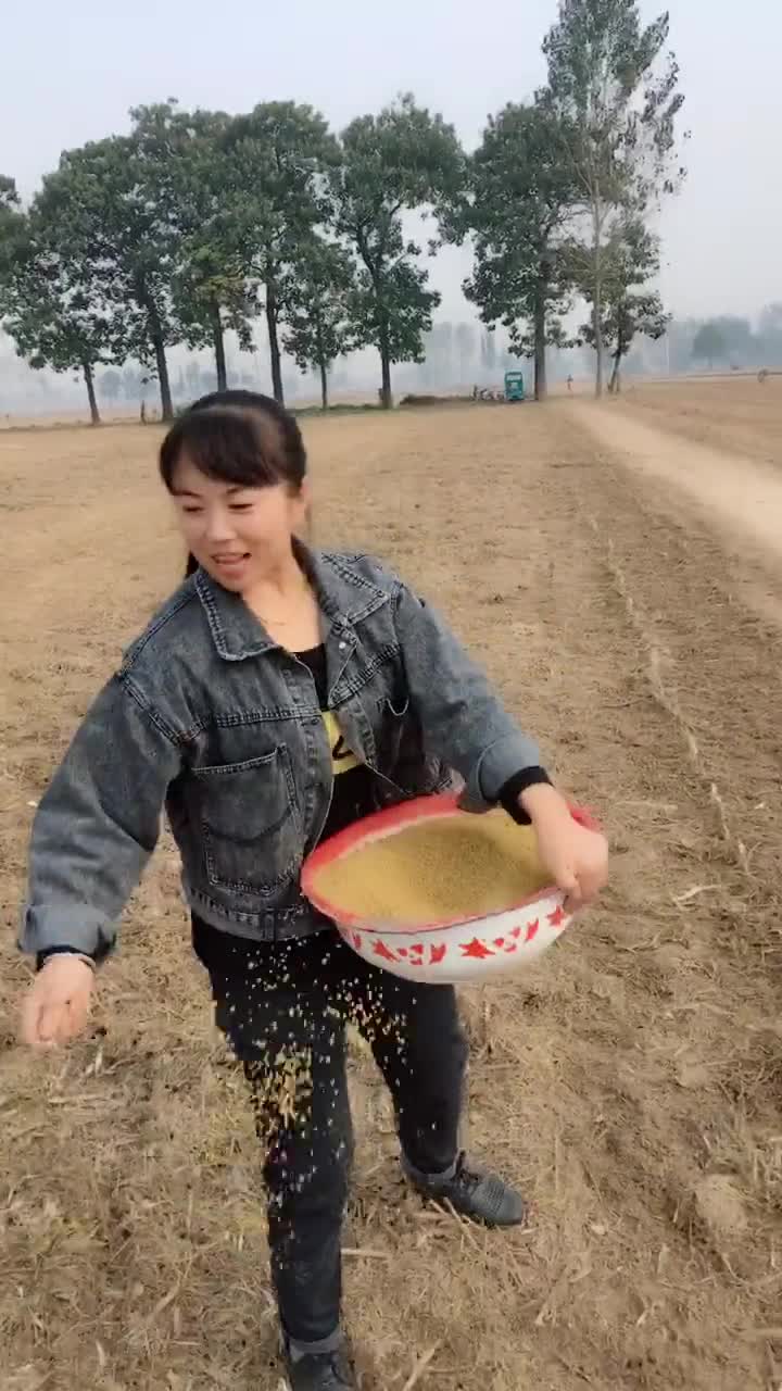 撒肥料了 来年还是丰收年