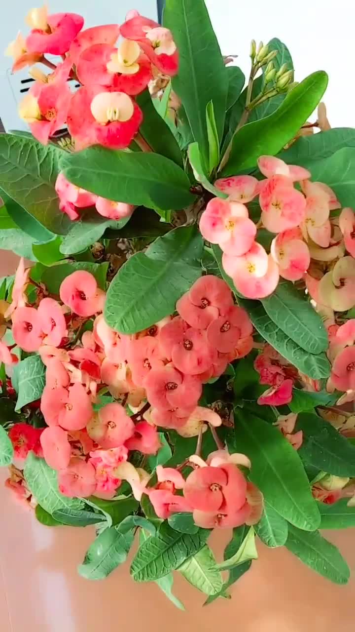 骨刺梅又开新花了,漂亮吗?-度小视