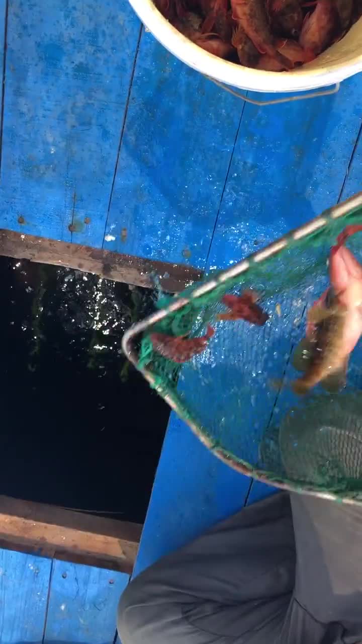 红红火火来自岁老伯手钓