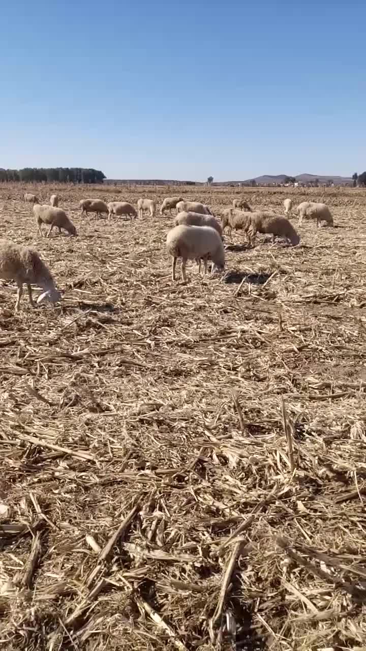 尾巴断了的羔子好处很多