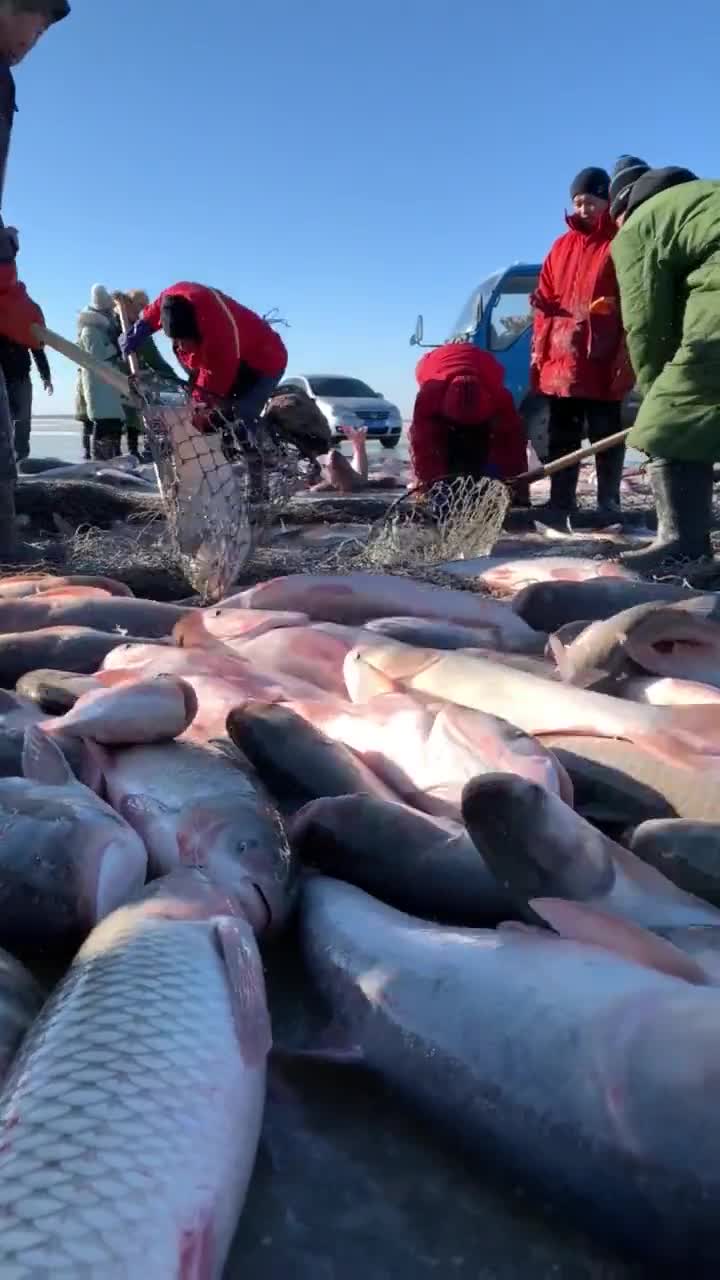 查干湖洗澡鱼图片