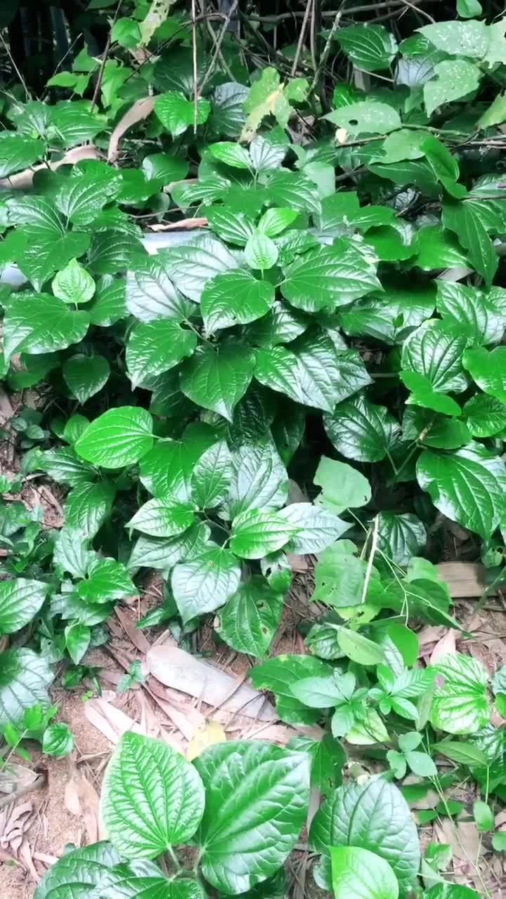 这种遍地泛滥的野草却是广西广东人的最爱